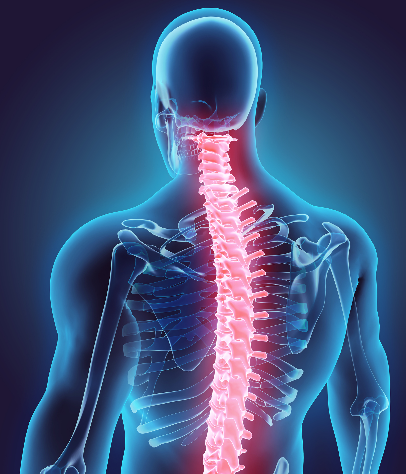 Is Spine And Backbone The Same